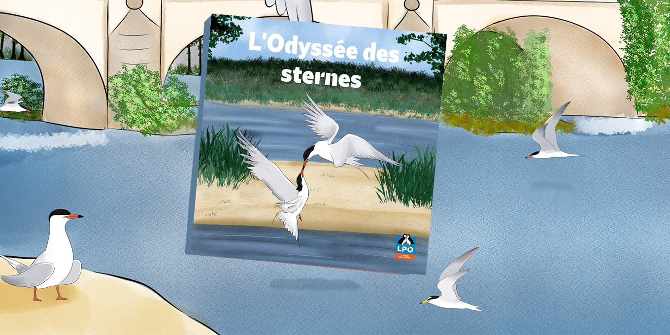 Parution du livre illustré L'Odyssée des sternes !